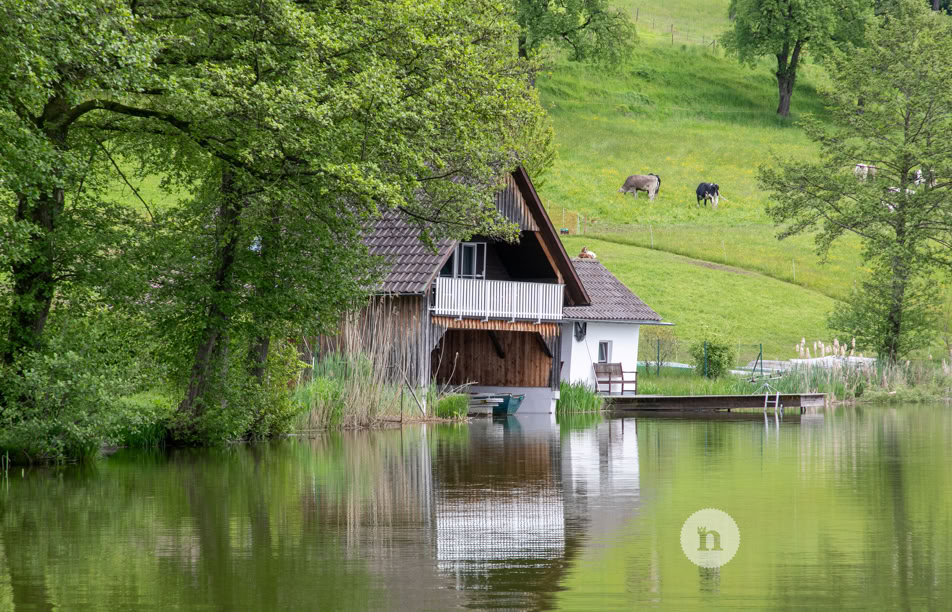 Ein Haus am Ufer eines Sees, umgeben von Bäumen und grünen Hügeln, mit zwei Kühen auf der Wiese im Hintergrund.