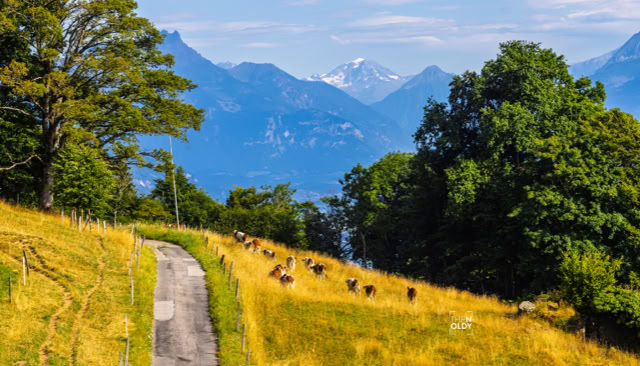 Ein schmaler Weg führt durch eine Wiese mit grasenden Kühen, umgeben von Bäumen, im Hintergrund sind Berge zu sehen.